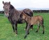 Zetland (Zebra Shetland Pony hybrid)