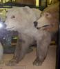 Nanulak (Grizzly-polar bear hybrid) - Wiki