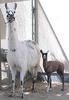 Llama mother with camel-cross baby, Kamilah