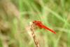 Cute red dragonfly - Scarlet Skimmer (Crocothemis servilia)