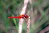Cute red dragonfly - Scarlet Skimmer (Crocothemis servilia)