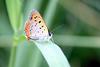 Small Copper (Lycaena phlaeas)