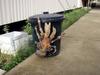 Ridiculously huge coconut crab