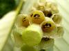 Paper Wasp larvae with sunglass faces