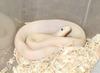 leucistic Texas Ratsnake(juvenile)