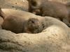 Black-Tailed Prairie Dogs - prairiedog5