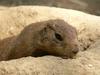 Black-Tailed Prairie Dogs - prairiedog6