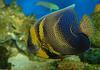 Cortez Angelfish (Pomacanthus zonipectus)1000