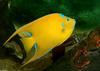 Queen Angelfish (Holacanthus ciliaris)1000