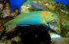 Sunset Wrasse (Thalassoma lutescens)