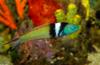 Bluehead Wrasse (Thalassoma bifasciatum)