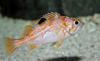 Canary Rockfish (Sebastes pinniger)