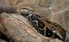 Boa Constrictor (Boa constrictor)