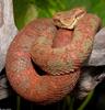 Eyelash Viper (Bothriechis schlegelii )