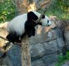 Giant Panda (Ailuropoda melanoleuca)