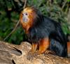 Golden-Headed Lion Tamarin (Leontopithecus chrysomelas)