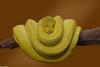 Green Tree Python (Morelia viridis)