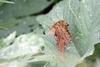 Asian Comma Butterfly (Polygonia c-aureum)