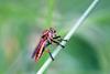 Chinese King Robber Fly (Cophinopoda chinensis)