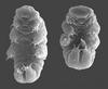 The tardigrade (water bear) Hypsibius dujardini