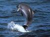 Dwarf Sperm Whale (Kogia sima) - Wiki