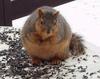 fat squirrel