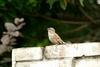 Eurasian Tree Sparrow (Passer montanus dybowskii)