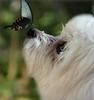 Dog and Butterfly