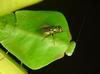 greenbottle on flower mantis