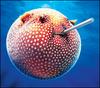 ball fish