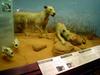 Tsavo maneaters - Wiki