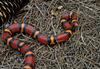 Unusually Colored Scarlet Kingsnake