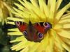 Peacock Butterfly - Inachis io, Papillon, Vlinder