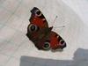 Dagpauwoog, Inachis io, European peacock butterfly