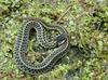 Snakes - Eastern Garter Snake (Thamnophis sirtalis sirtalis)210