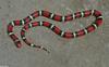 Snakes - Scarlet King Snake (Lampropeltis triangulum elapsoides) 500