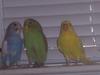 parakeet