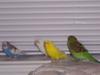 parakeet