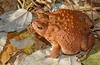 Frogs and Toads - American Toad (Bufo americanus)1