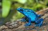 Frogs and Toads - Blue Poison Dart Frog (Dendrobates azureus)1
