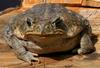 Frogs and Toads - Cane Toad (Bufo marinus)347