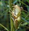 Frogs and Toads - Cuban Treefrog (Osteopilus septentrionalis)035