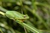 Frogs and Toads - Green Treefrog (Hyla cinerea)600