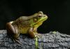 Frogs and Toads - Northern Green Frog (Rana clamitans melanota)