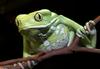 Frogs and Toads - Waxy Monkey Frog (Phyllomedusa sauvagii)