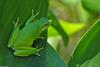Frogs and Toads - green treefrog 0001