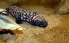 Lizards - Gila Monster (Heloderma suspectum)002