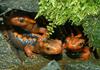 Salamanders - Emperor or Yunnan Newt (Tylototriton shanjing)