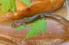 Salamanders - blackbelly salamander 0253