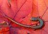 Salamanders - four-toed salamander 628